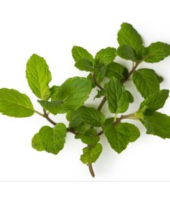 胡椒薄荷精油exp.2708