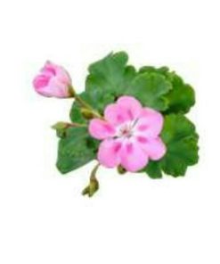 玫瑰天竺葵精油 exp2611