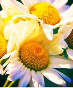 3%羅馬洋甘菊精油exp 2703