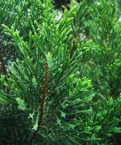 維吉尼亞雪松精油exp.2710