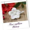 FT trombone Diffuseurs brumisateurs MS FLeur capilla hibiscus