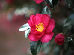 山茶花油1L西班牙