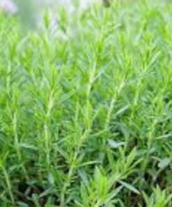 龍蒿(艾草)精油exp.2704