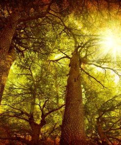 🌲雪松木琥珀香精