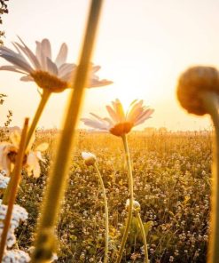 🌌美麗的日子香精