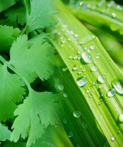 香菜檸檬香茅香精