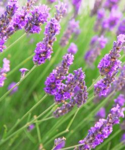 薰衣草岩蘭草香精