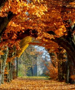 🍂桃花心木柚木香精