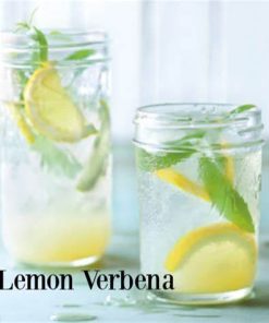 🍋🌱檸檬馬鞭草香精