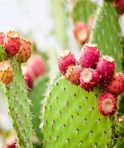 巴哈仙人掌香精