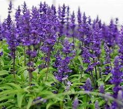 海鹽鼠尾草香精