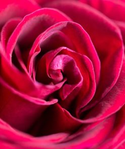 英國紅玫瑰香精