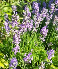 🌲🌹西洋雪松薰衣草香精