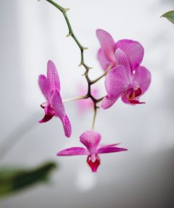 🌺雨林蘭花香精