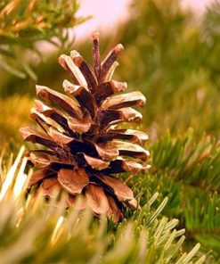 🌳香脂雪松香精