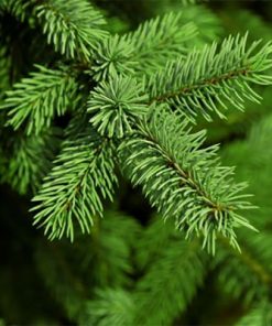 🌲松樹Pine香精