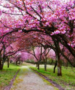 🌸櫻花盛開香精