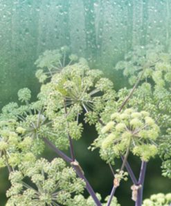 雨露與白芷(型)香精