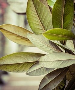 煙草月桂葉香精