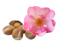 Photomontage Argan rose
