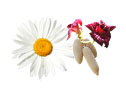 Photomontage Bellis kigelia