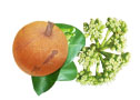 Photomontage Chaulmoogra christe