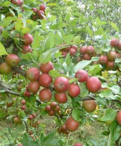 辣木籽油 exp2802