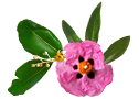Synergies Calophylle inophyle Ciste
