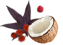 Synergies Coco Ricin