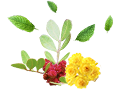 Synergies Lentisque Menthe Helichryse