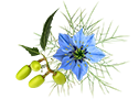 Synergies Nigelle Neem