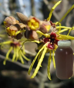金盞花(萃取液)