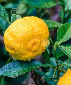 香柚蜜柑橘(橙)香精