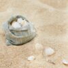 sea shell collected to linen bag sand background tropical ocean beach shore sandy beige texture seashell coast decor closeup 137730340 2