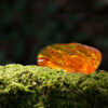 Oak Moss and Amber 1000px