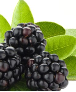 黑莓鼠尾草香精(非bb)