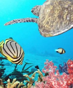 ⛱️海邊渡假(海島天堂)