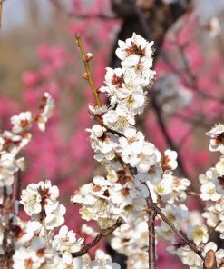 梅花甜甜綻放香精