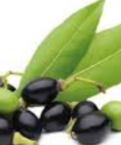 月桂漿果油exp.2703