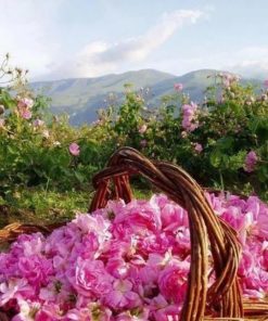 四個皇后香精(類歐x丹)香精產地英國