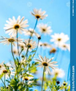 野雛菊夢幻香精