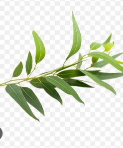 藍膠尤加利精油exp.2607