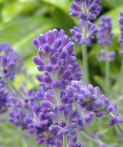 澳洲40/42真正薰衣草精油exp29/06