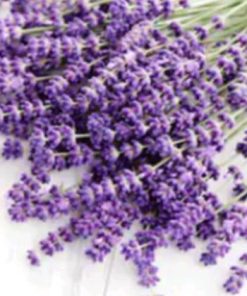 醒目薰衣草精油 產地法國 exp.2702