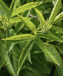 馬鞭草精油exp2610