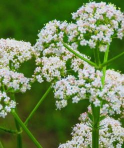 洋茴香精油exp.2510