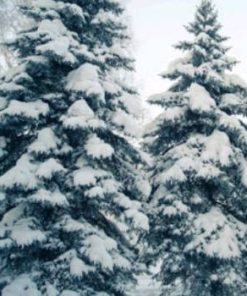 喜馬拉雅雪松印度exp.2610