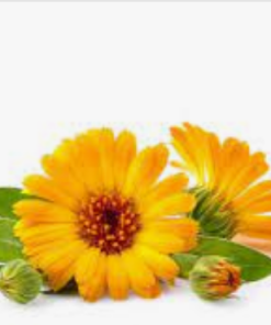 金盞花萃取液 (化妝品級)100ml exp.25/12