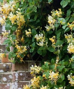 忍冬茉莉香精（類jomalone)