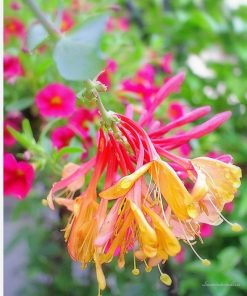 雨水親吻金銀花香精